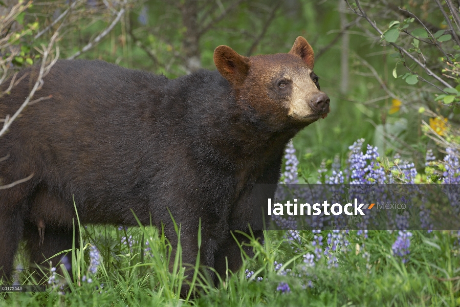 Oso negro (Ursus americanus), América del norte