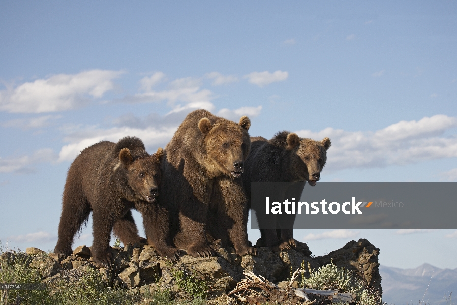 Madre oso pardo (Ursus arctos horribilis) con dos cachorros un años de edad, América del norte