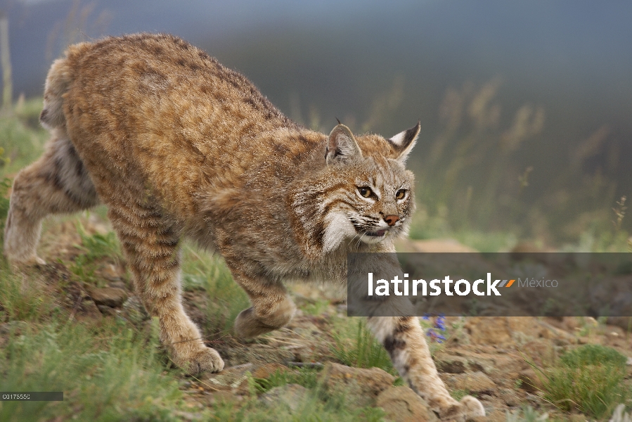 Bobcat (Lynx rufus), acecho, América del norte