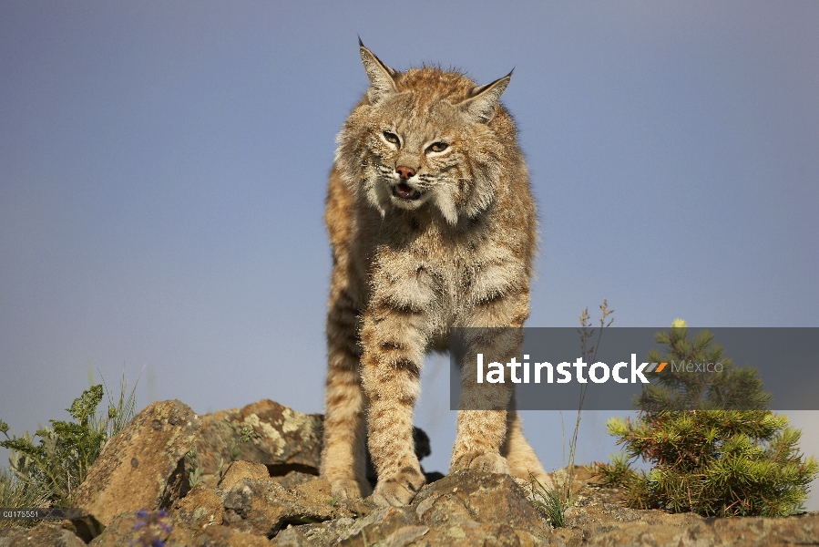 Bobcat (Lynx rufus), América del norte