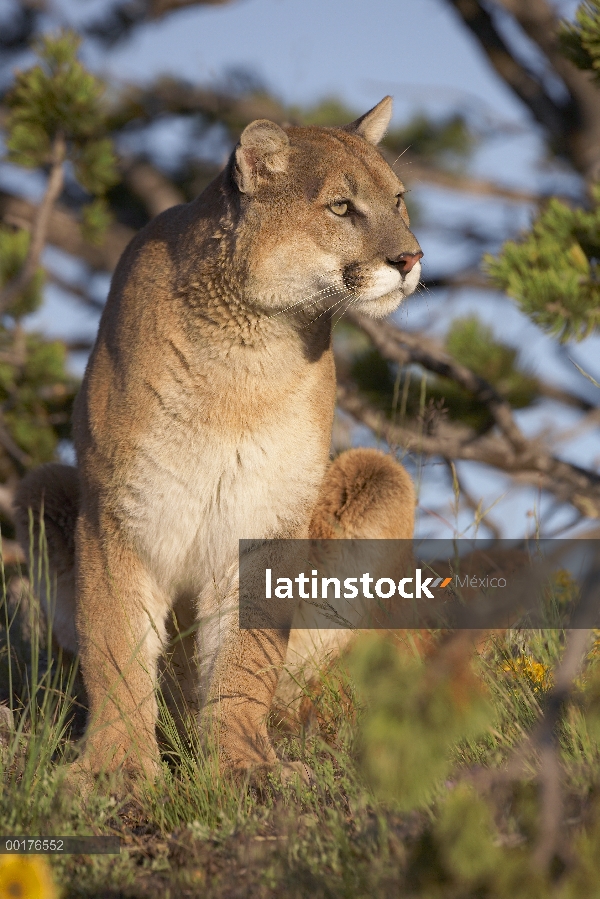 León de montaña (Puma concolor) sentado, América del norte