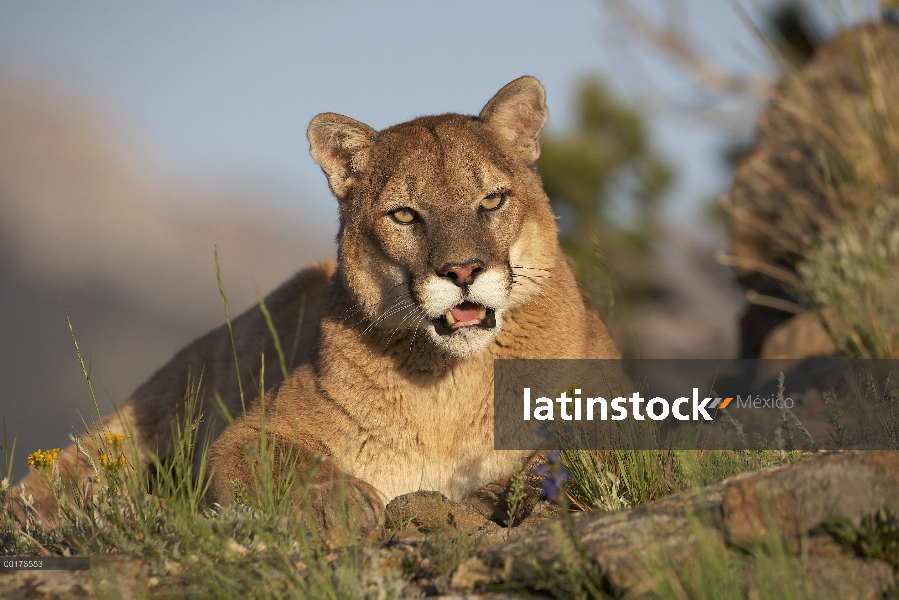 Retrato de León de montaña (Puma concolor), América del norte