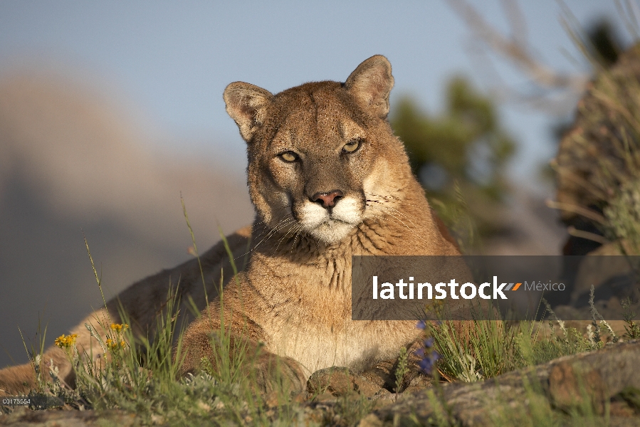 Retrato de León de montaña (Puma concolor), América del norte