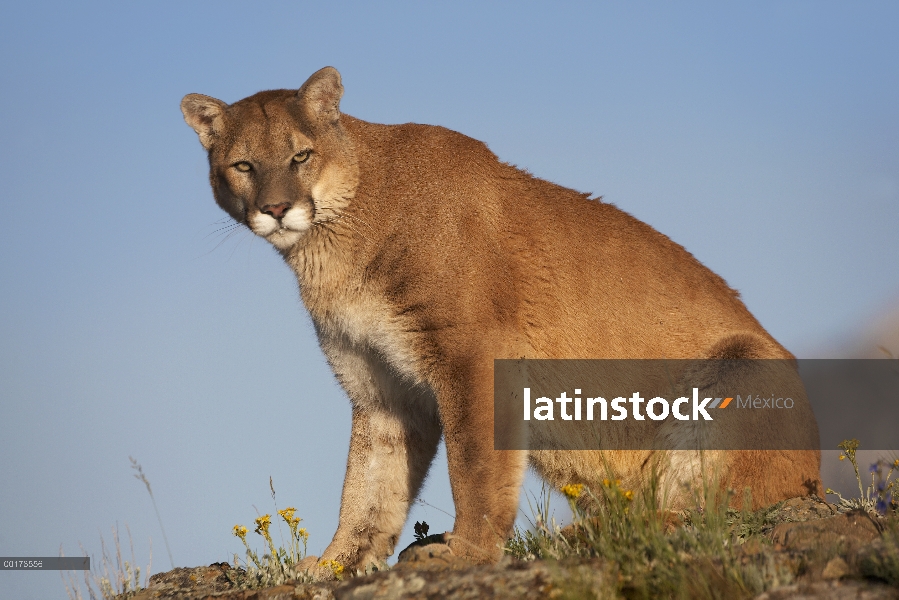 León de montaña (Puma concolor), América del norte