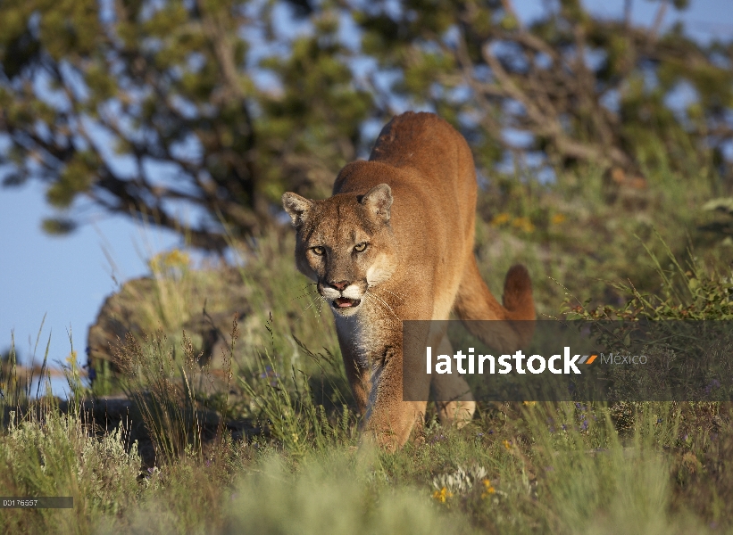 León de montaña (Puma concolor) acechar, América del norte