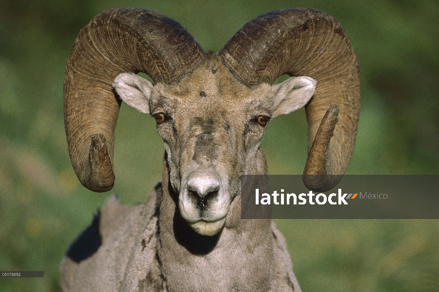 Cerca de Bighorn ovejas (Ovis canadensis), América del norte