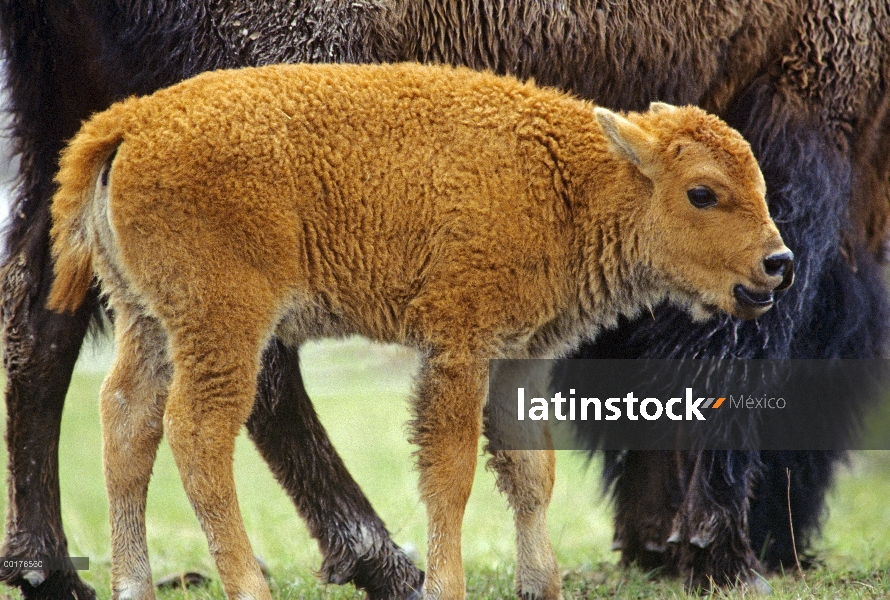 Ternero de bisonte americano (bisonte del bisonte) con los padres, América del norte