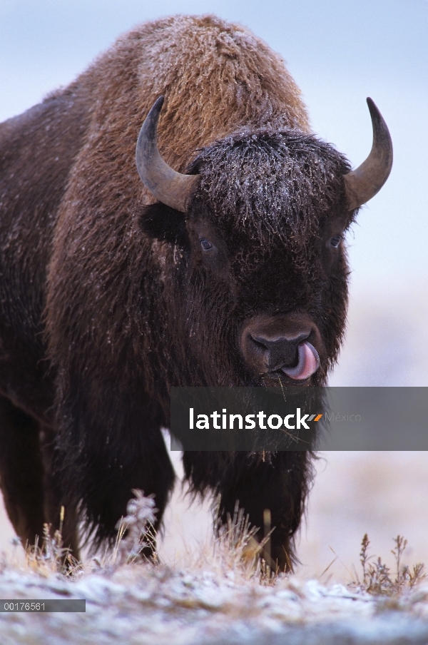 Toro de bisonte americano (bisonte del bisonte) en una tormenta de nieve, América del norte