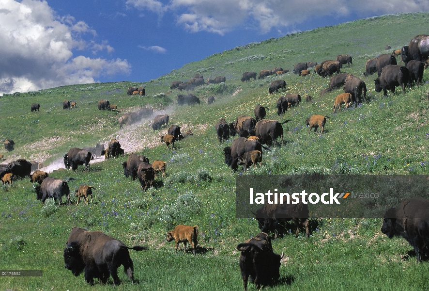 Manada de bisonte americano (Bison bison), pastoreo, América del norte