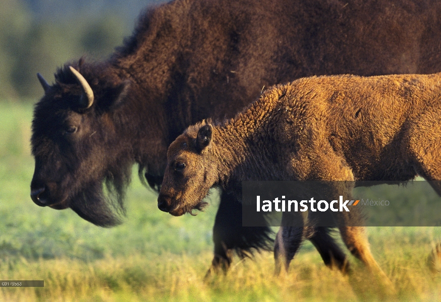 Ternero de bisonte americano (bisonte del bisonte) con los padres, América del norte