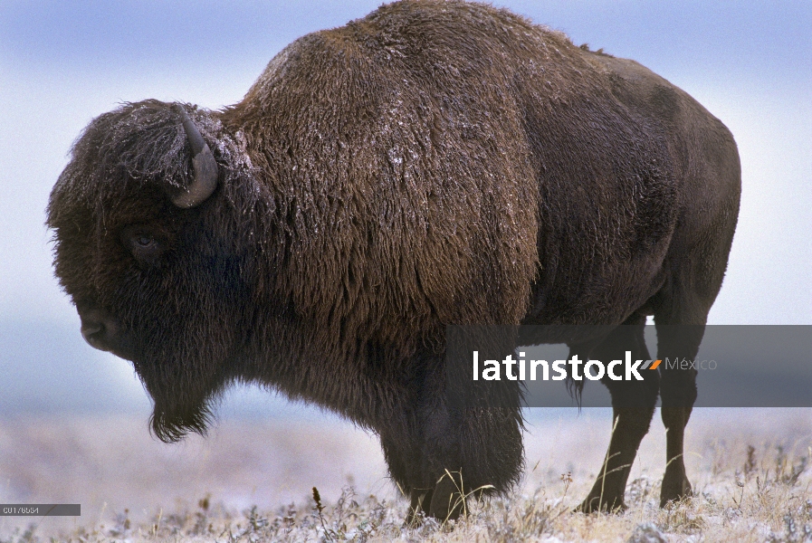 Bisonte americano (bisonte del bisonte) en paisaje nevado de la pradera, América del norte