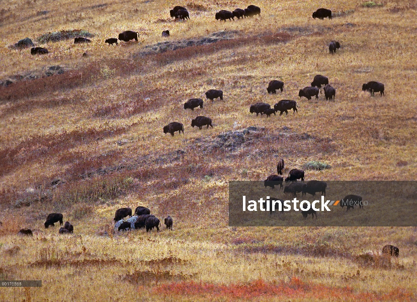 Bisonte americano (bisonte del bisonte) rebaño de pastoreo en pradera, América del norte