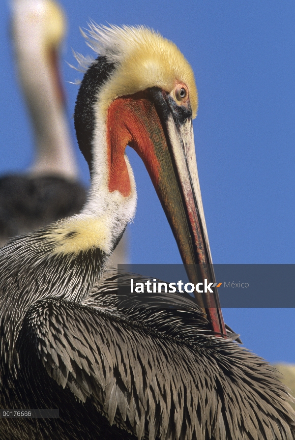 Pelícano Pardo (Pelecanus occidentalis), acicalarse, América del norte