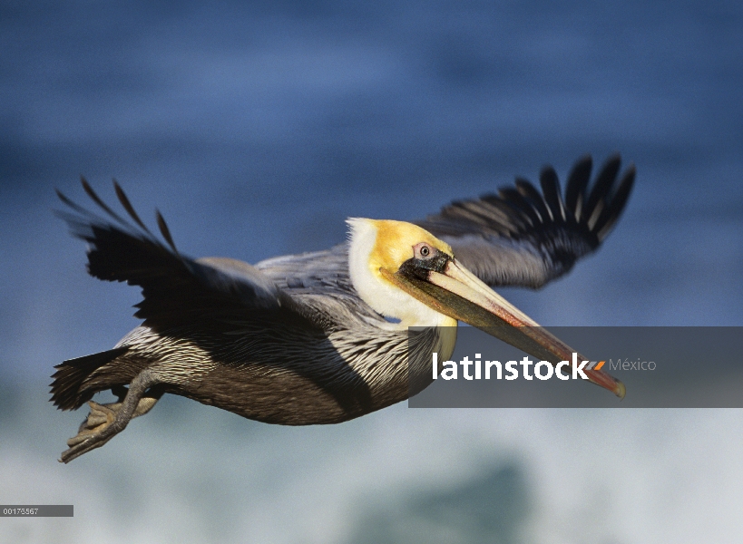 Pelícano Pardo (Pelecanus occidentalis) volando, América del norte