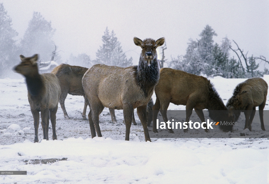 Manada de Elk (Cervus elaphus) alimentándose en la nieve, América del norte