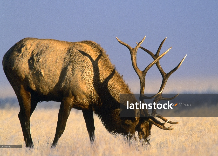 Elk (Cervus elaphus) Toro pastando, América del norte