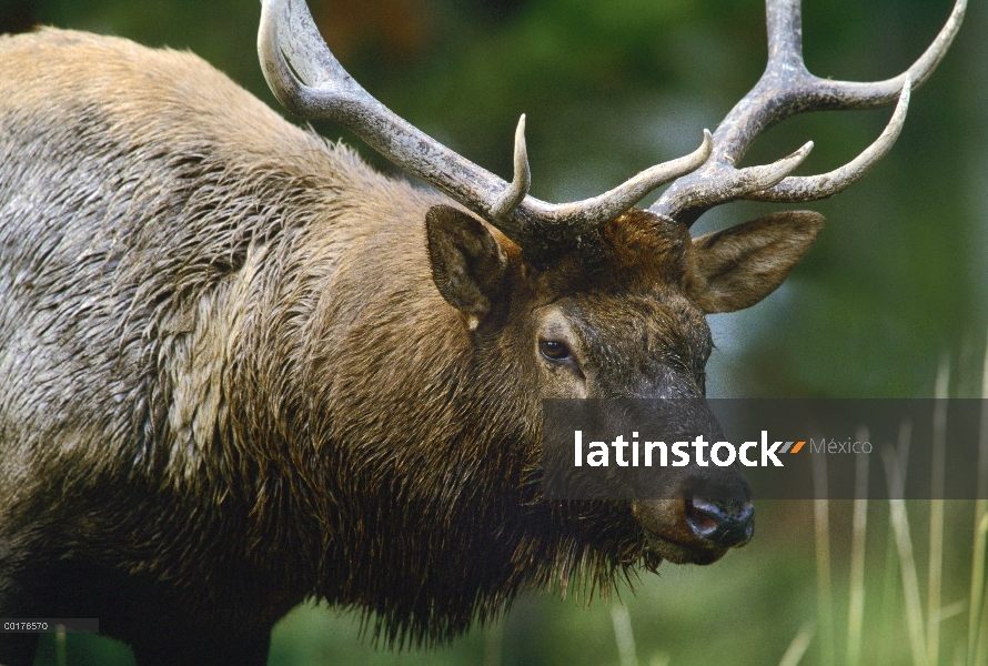 Elk (Cervus elaphus), América del norte