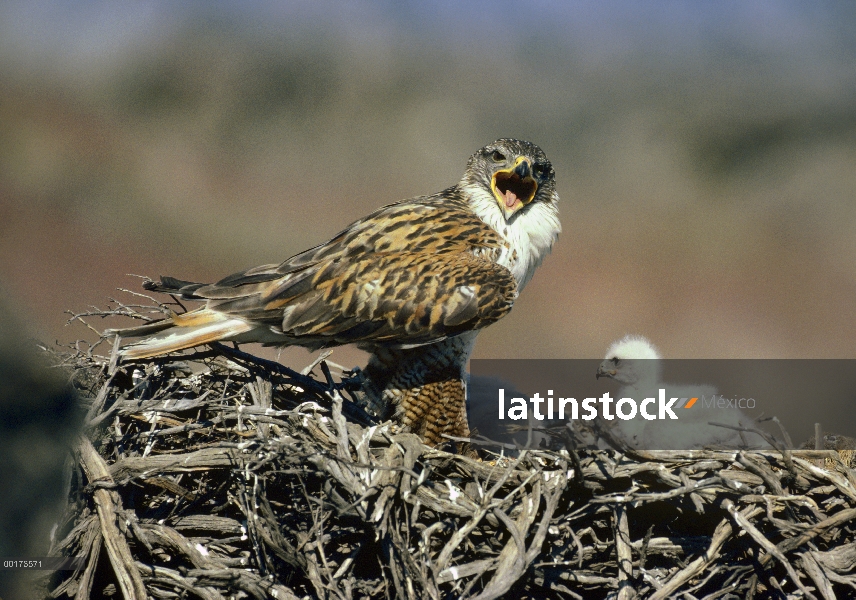 Padre de Hawk (Buteo regalis) ferruginosa con cuatro pollos en el nido, América del norte