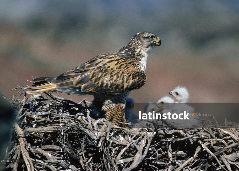 Padre de Hawk (Buteo regalis) ferruginosa con cuatro pollos en el nido, América del norte