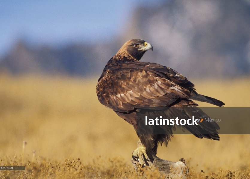 Águila real (Aquila chrysaetos) en una pega, América del norte