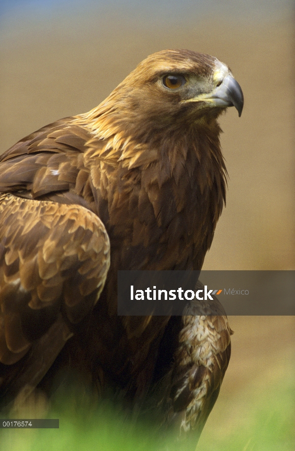 Retrato de águila real (Aquila chrysaetos), América del norte