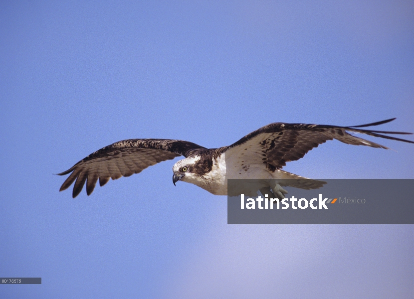 Águila pescadora (Pandion haliaetus) volando, América del norte