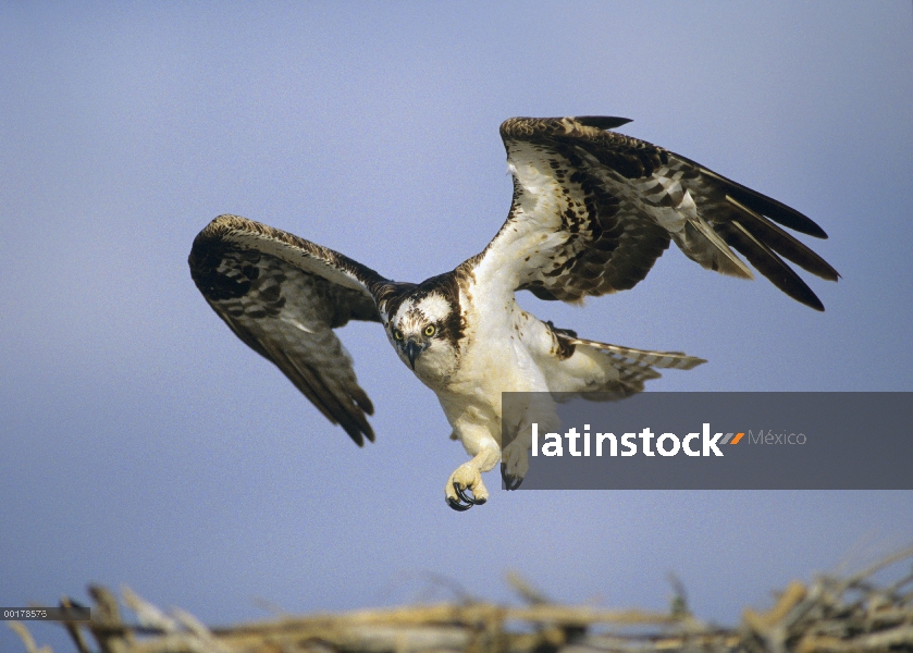 Águila pescadora (Pandion haliaetus) aterrizando en el nido, América del norte