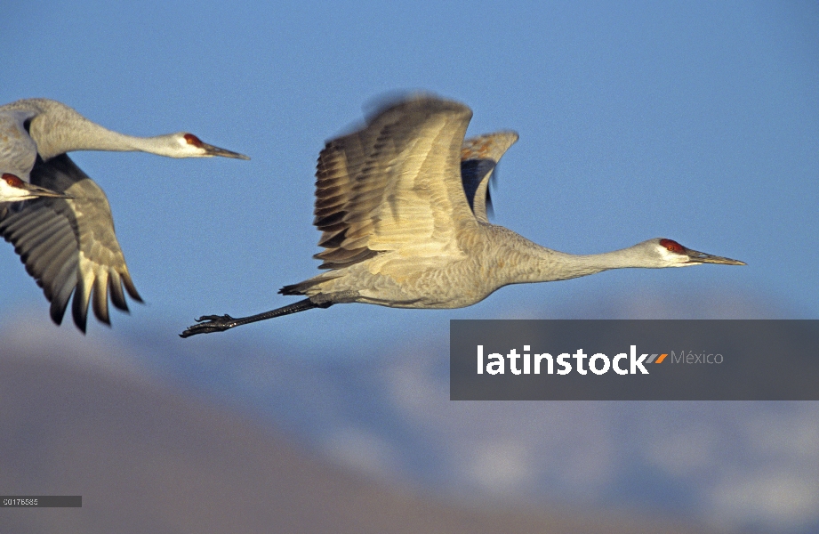 Par de Sandhill Crane (Grus canadensis) volando, América del norte