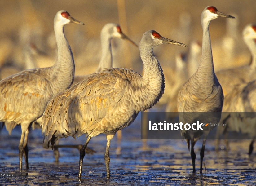 Sandhill Crane (Grus canadensis) rebaño vadeando, América del norte