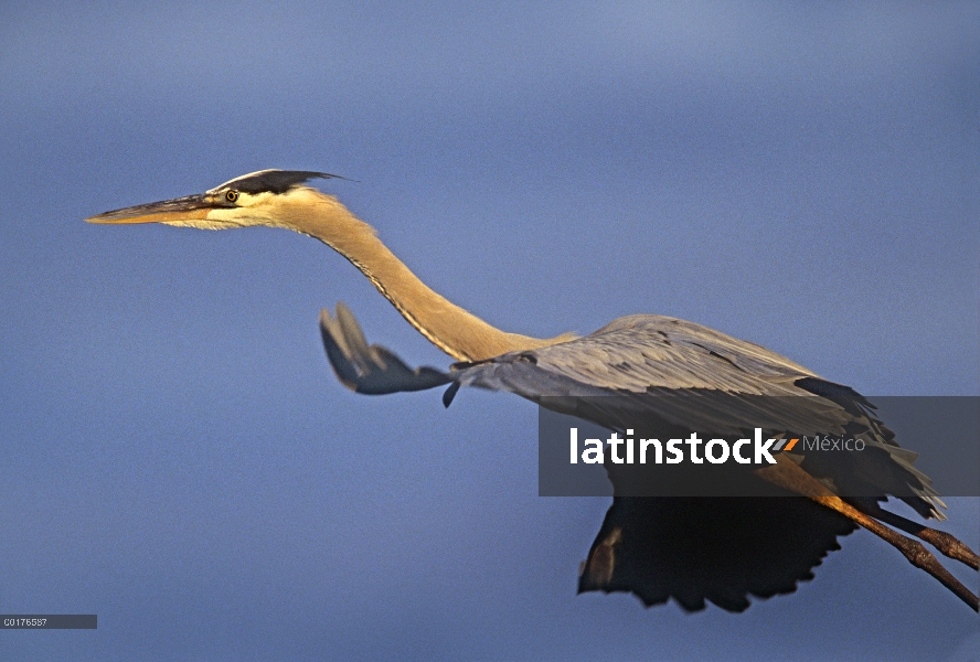 Garza de gran azul (Ardea herodias) volando, América del norte