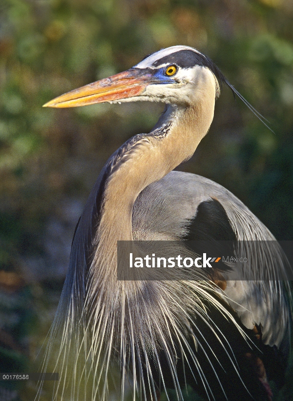 Retrato de la gran garza azul (Ardea herodias), América del norte