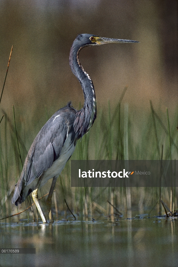 Garza tricolor (Egretta tricolor), vadear, América del norte