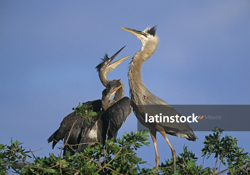 Gran garza azul (Ardea herodias) dos menores mendigando comida de adulto, América del norte