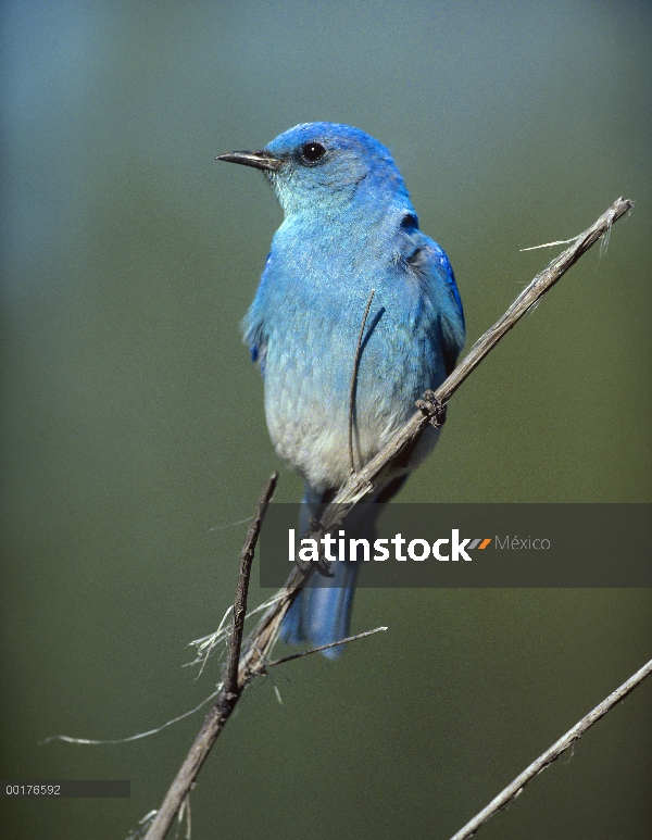 Bluebird de la montaña (Sialia currucoides) percha en ramita, América del norte