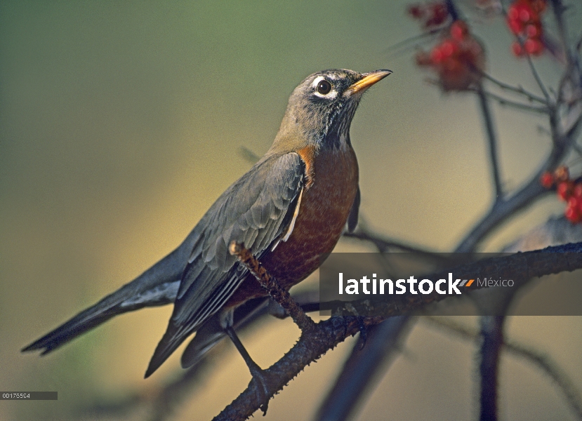 Petirrojo americano (Turdus migratorius), América del norte