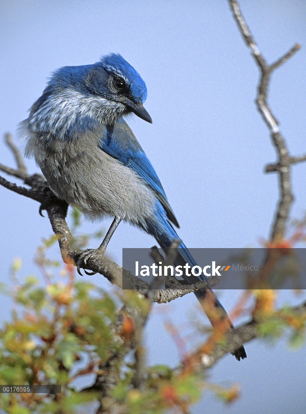 Western Scrub-Jay (Aphelocoma californica) perchado en la rama, Nuevo México