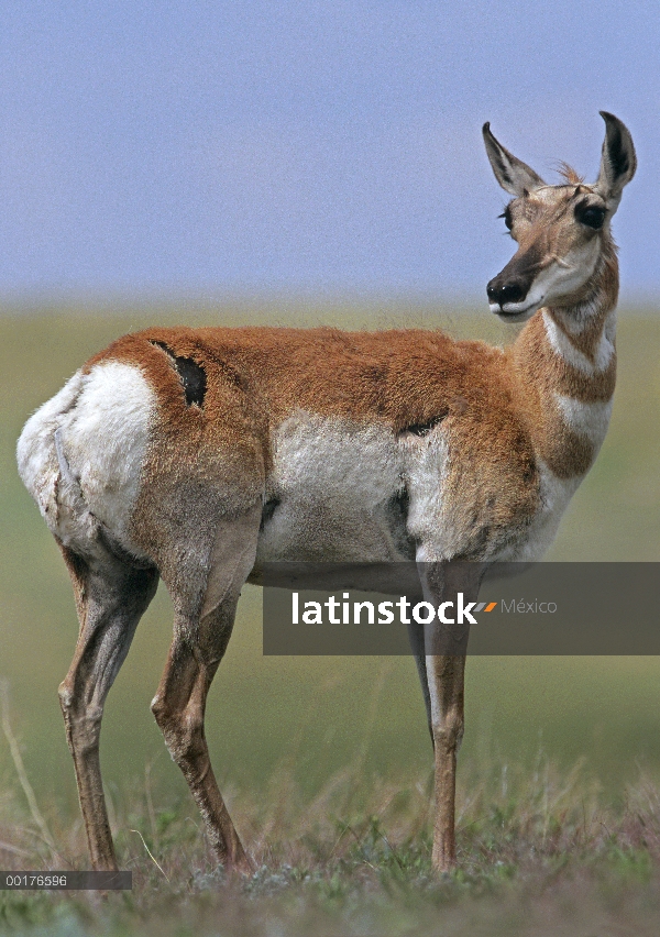 Antílope de pronghorn (Antilocapra americana) en pastizales de América del norte