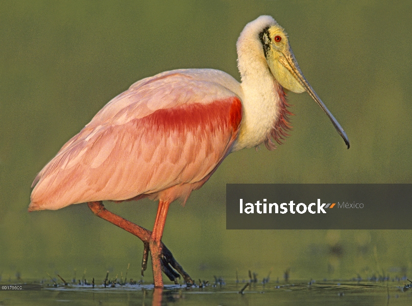 Espátula rosada (Platalea ajaja) vadeando, América del norte