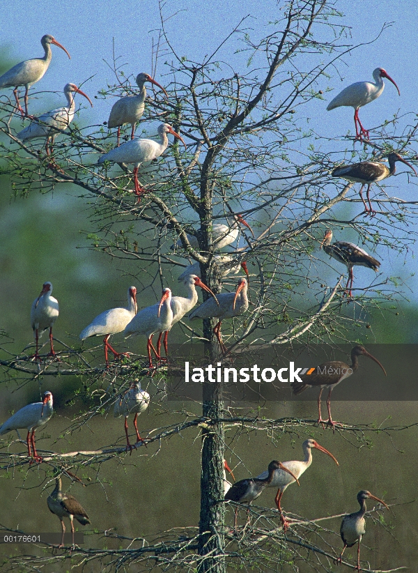 Bandada de Ibis blanco (Eudocimus albus) en un árbol, América del norte