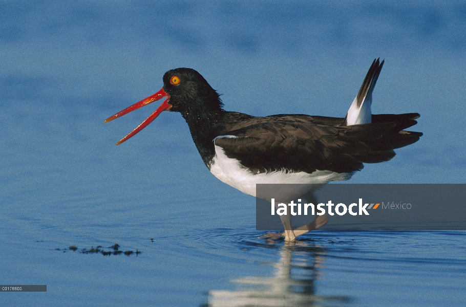 Ostrero Americano (Haematopus palliatus) vadeando, América del norte