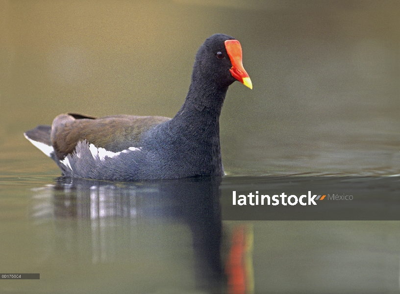 Gallineta común (Gallinula chloropus) natación, América del norte