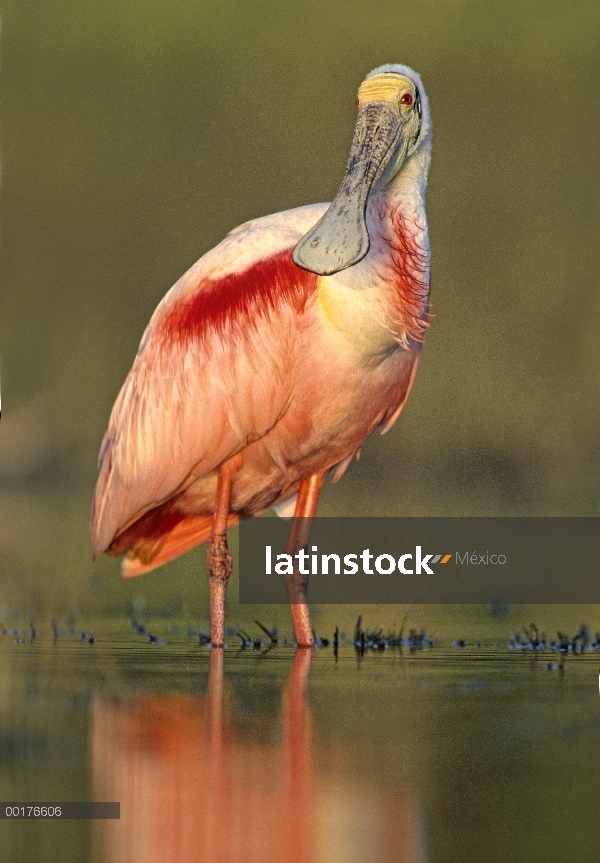 Espátula rosada (Platalea ajaja) vadeando, América del norte