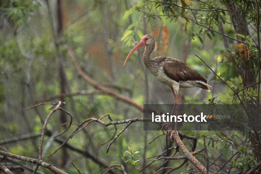 Juvenil de Ibis blanco (Eudocimus albus) en un árbol, América del norte