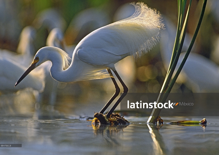 Garceta Blanca (Egretta thula) pesca, América del norte