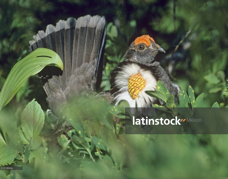 Macho azul Grouse (obscurus de Dendragapus) de exhibición de cortejo, América del norte