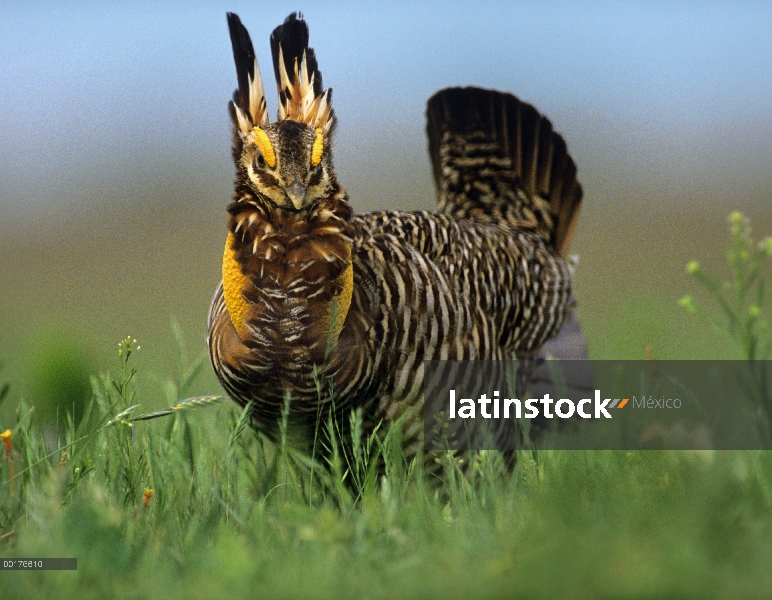 Mayor pollo de la pradera (cupido de Tympanuchus) hombre en exhibición de cortejo, América del norte