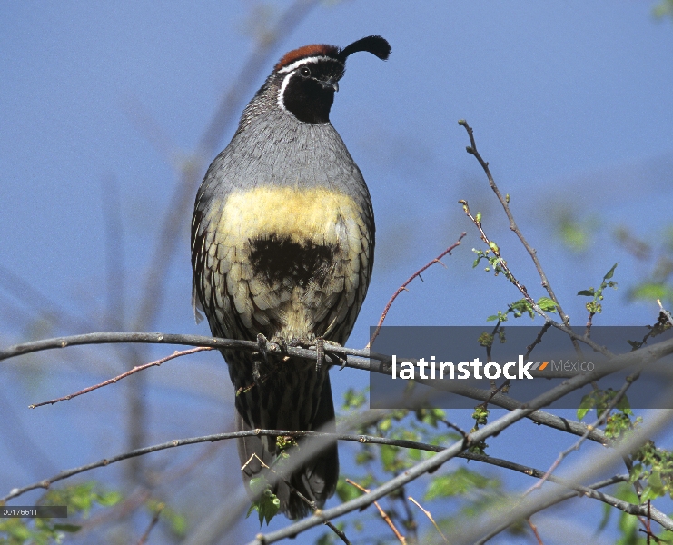 Codorniz de Gambel (Callipepla gambelii) perchado en una rama, América del norte