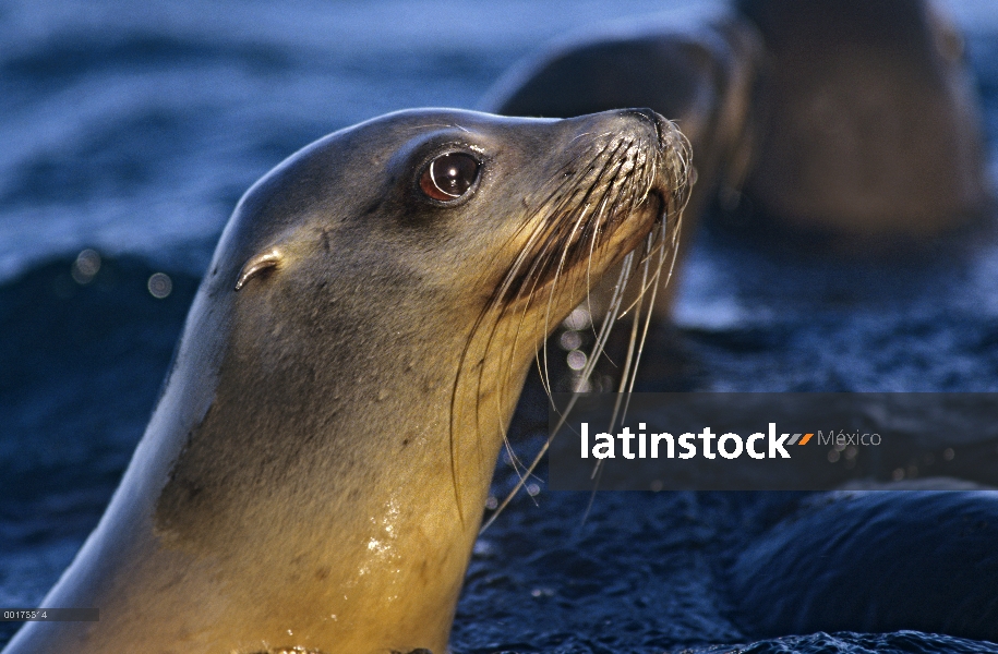 León marino de California (Zalophus californianus) en Perfil de América del norte