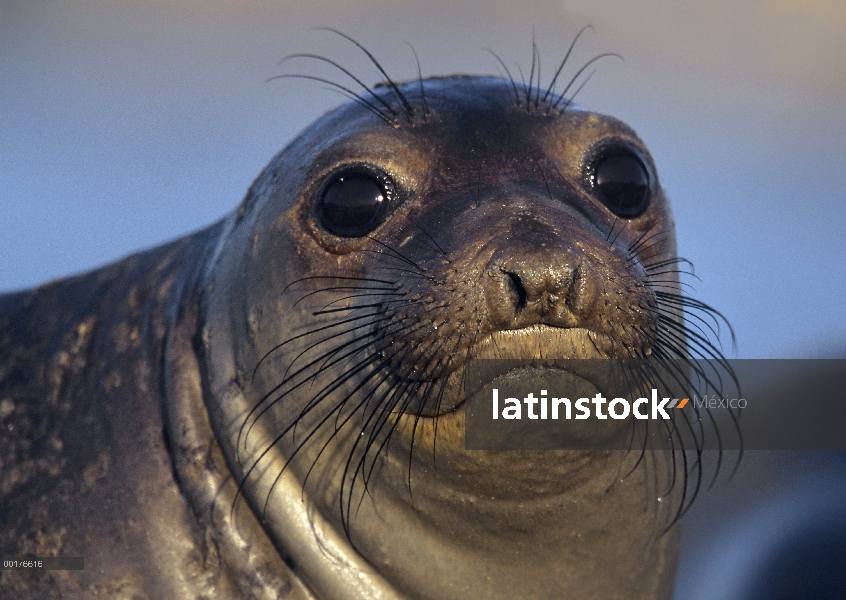 Cachorro de elefante marino (Mirounga angustirostris) norte, América del norte