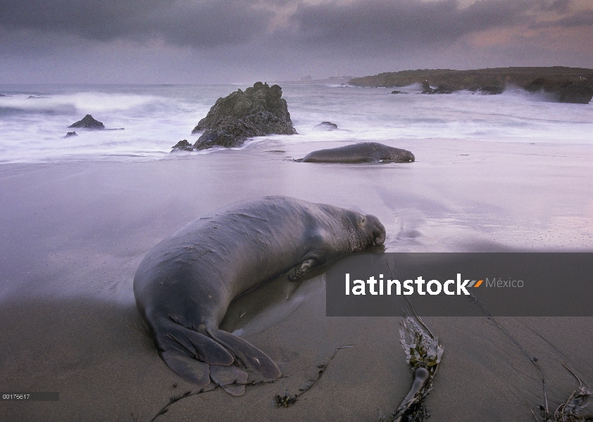 Norte elefante marino (Mirounga angustirostris) tendido en la playa, California